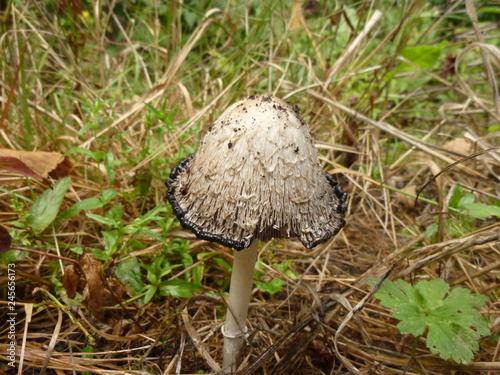 Mushroom top 2