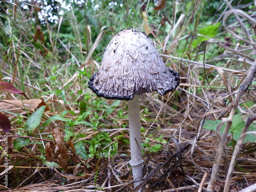 Mushroom top