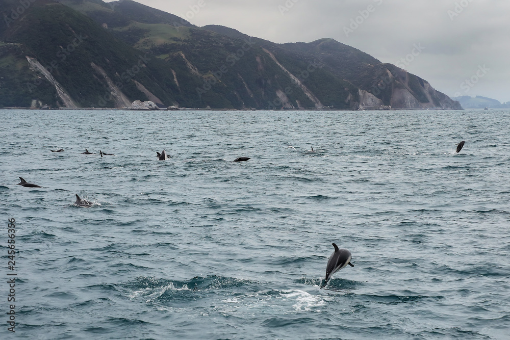 Dusky dolphins swimming off the coast of Kaikoura, New Zealand