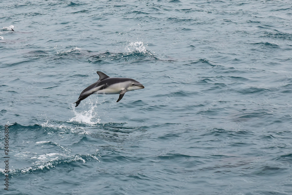 Naklejka premium Dusky dolphin leaing out of the water