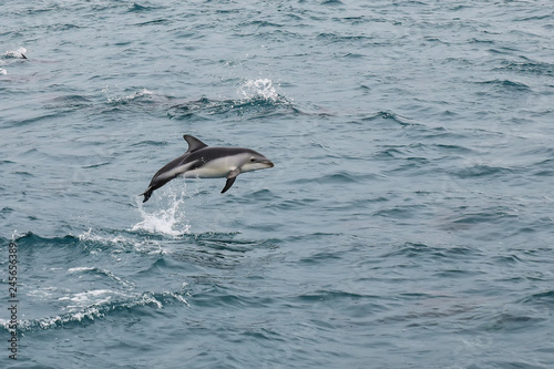 Dusky dolphin leaing out of the water