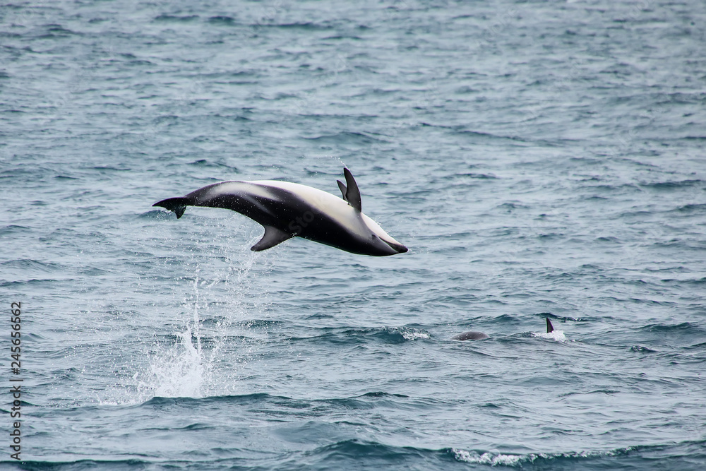 Dusky dolphin leaing out of the water