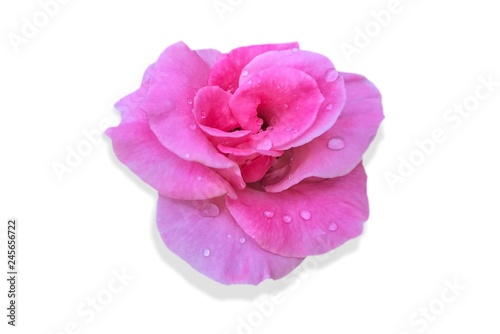 closeup pink rose on white background.