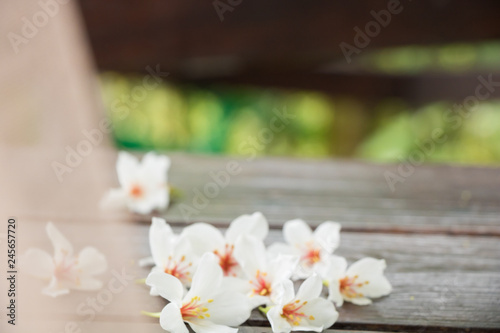 Snow in may ─ Tung blossom in Taipei, Taiwan.