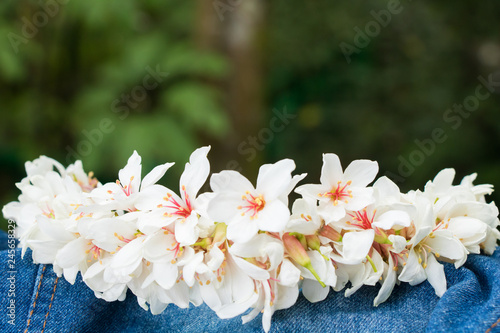 Snow in may ─ Tung blossom in Taipei, Taiwan.