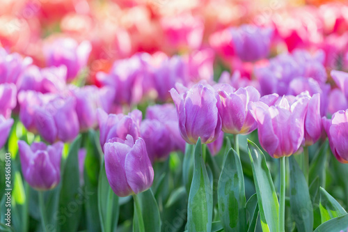 Tulip flower with green leaf background in tulip field at winter or spring day for postcard beauty decoration and agriculture concept design.