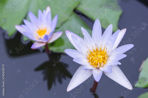 Lotus flower or water lily flower blooming with green leaves background in the pond at sunny summer or spring day. Nymphaea water lily.