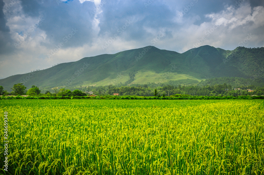 The rice field scenery in autumn The rice field scenery in autumn