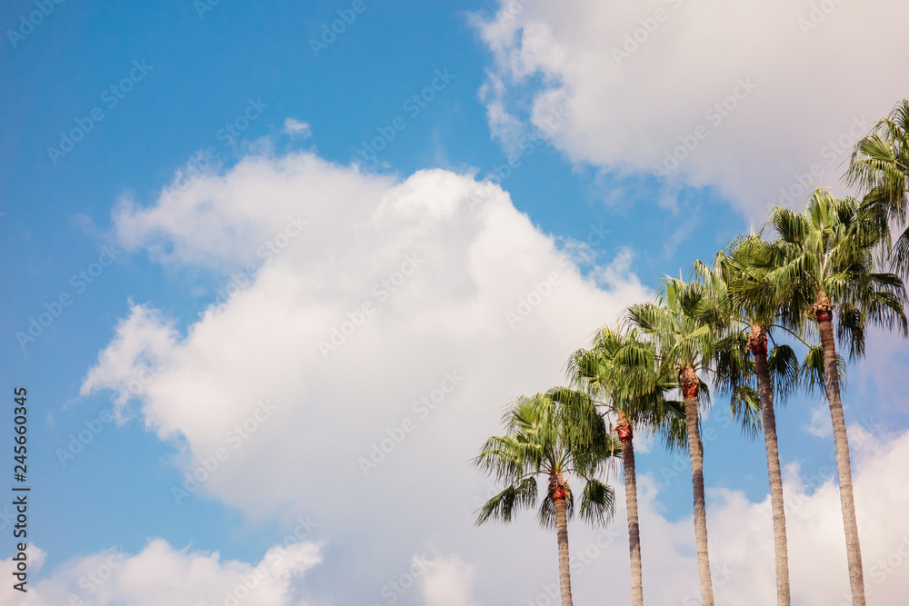 Palm trees in a row against sky during sunny day, copy space, Cannes France