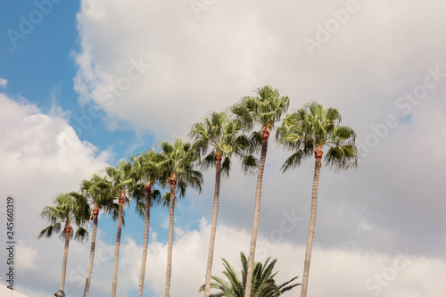 Palm trees in a row against sky during sunny day, Cannes France