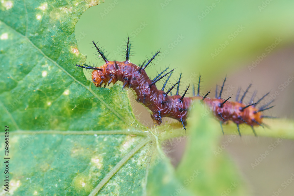 Caterpillar eating leaves Caterpillar eating leaves