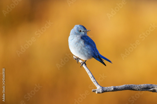 Male mountain bluebird sitting on a stick