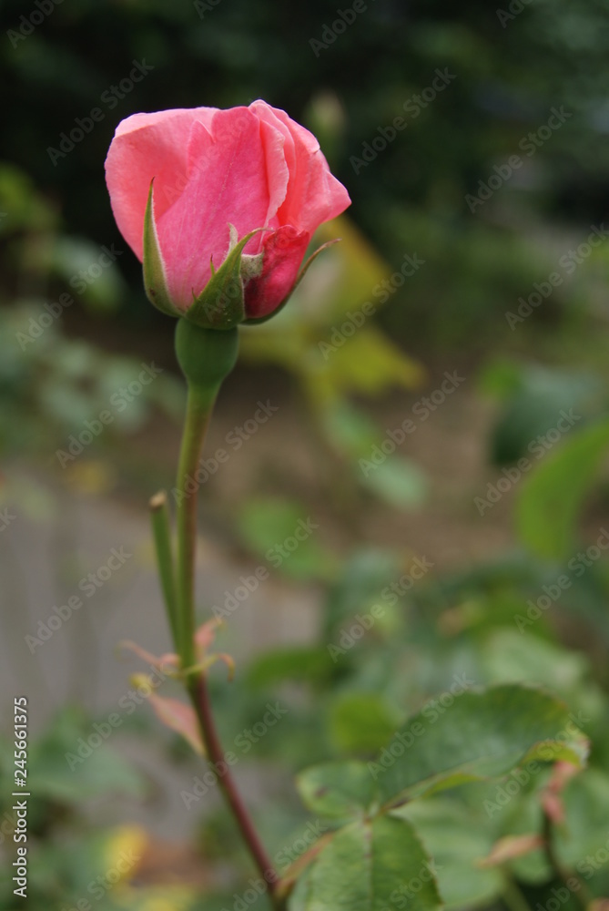 rose