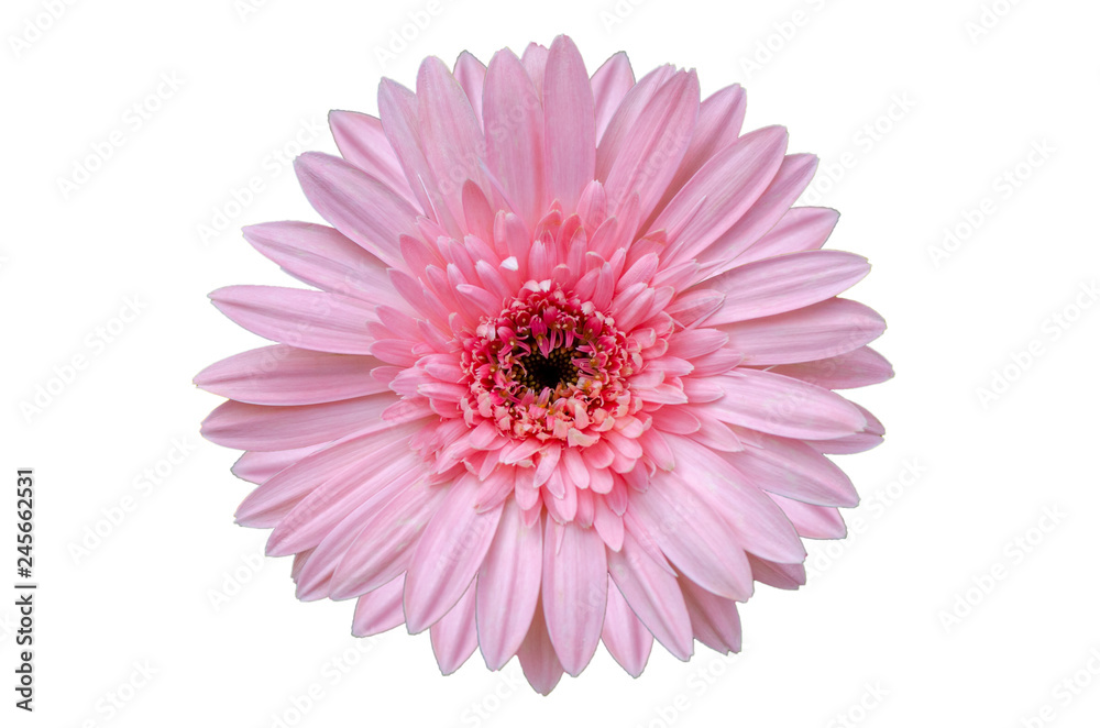 Pink flower Isolate White background