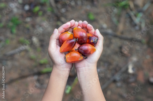 Hand holding a group of fresh and ripe oil palm seeds