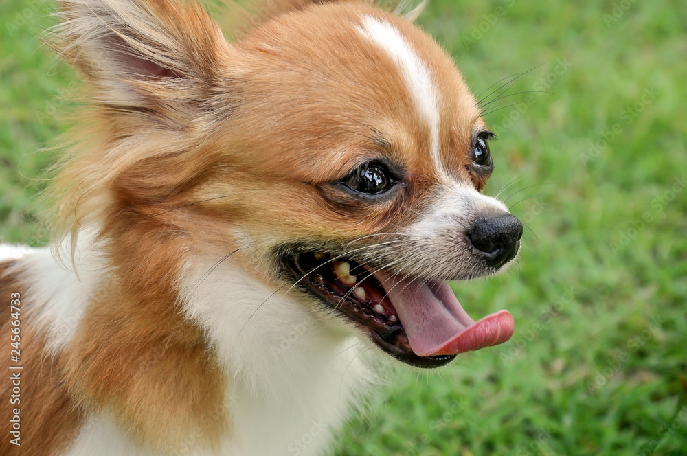Close up of chihuahua dog in the park