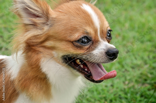 Close up of chihuahua dog in the park © prettyboy80