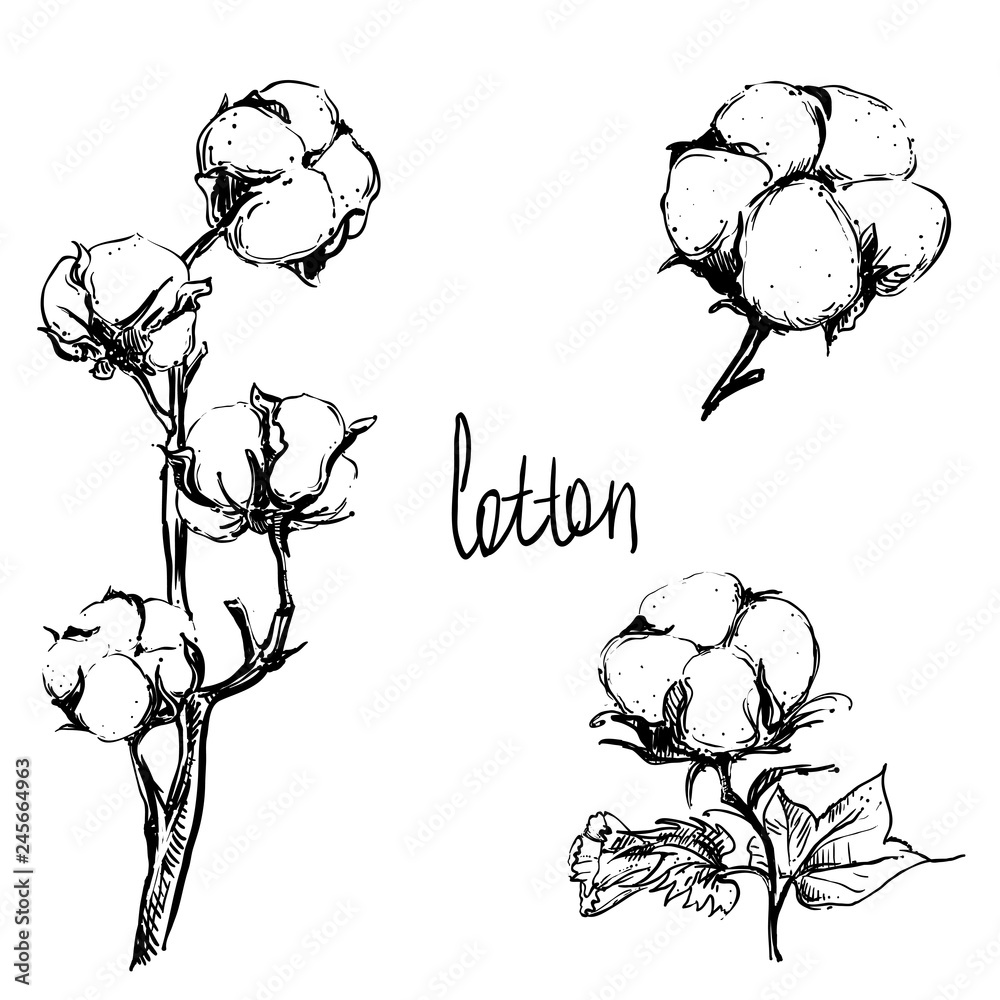 Botany Plants Antique Engraving Illustration Cotton High-Res Vector Graphic  - Getty Images