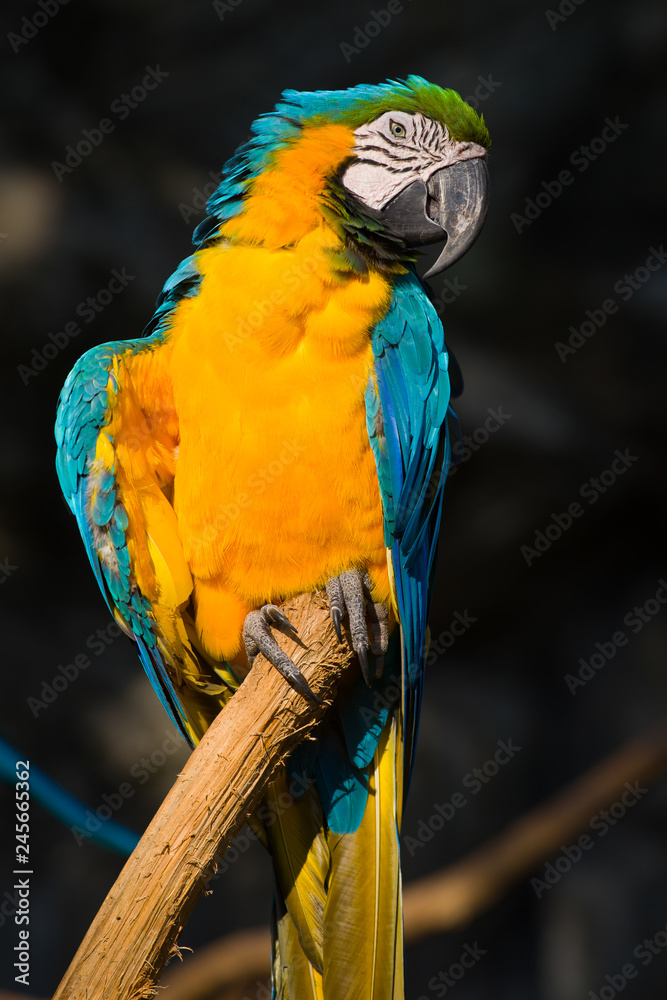 Blue and yellow macaw (Ara ararauna) close-up