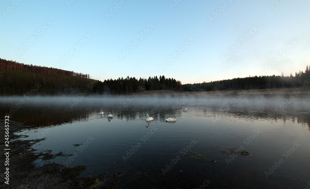 White Trumpeter Swans floating among mist and steam in Yellowstone River at dawn in Yellowstone National Park in Wyoming United States