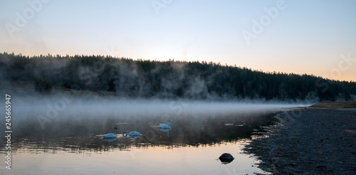 White Trumpeter Swans among mist and steam in Yellowstone River at dawn in Yellowstone National Park in Wyoming United States