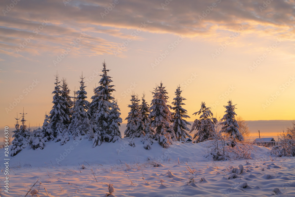 winter coniferous forest covered with snow in evening winter coniferous forest covered with snow in evening