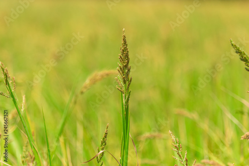 ears of wheat in the field