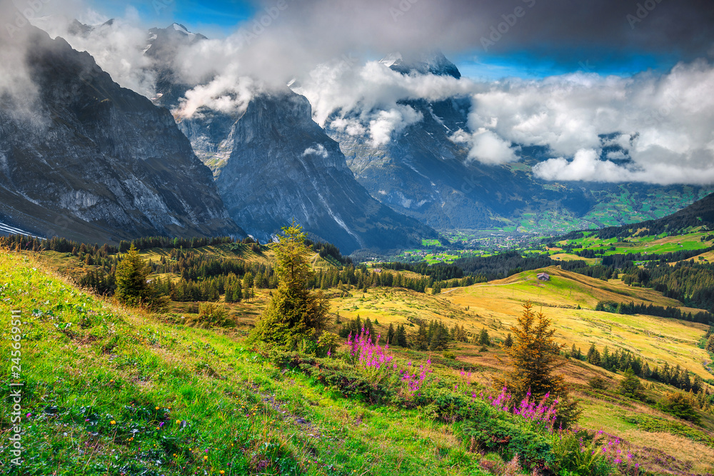 Gorgeous mountain landscape with spring alpine flowers, Grindelwald, Switzerland, Europe