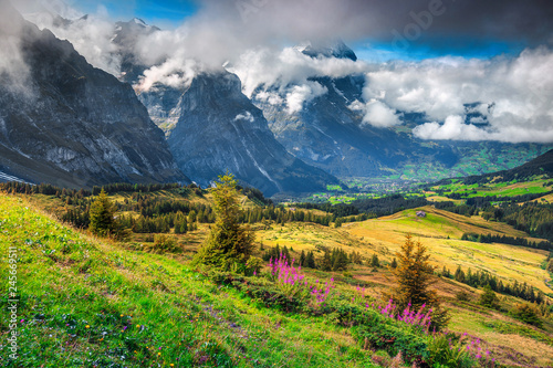 Gorgeous mountain landscape with spring alpine flowers, Grindelwald, Switzerland, Europe © janoka82