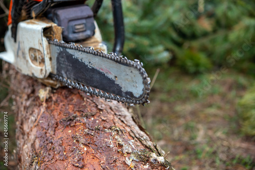 chainsaw on fresh felled tree