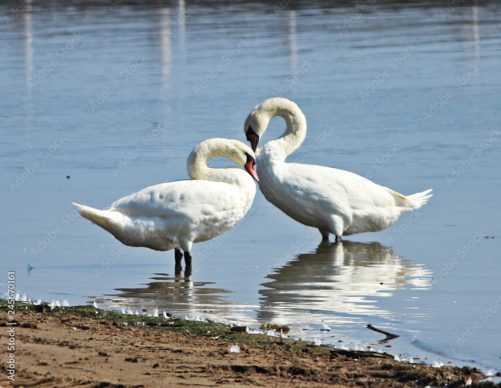 Obraz premium two swans in the lake