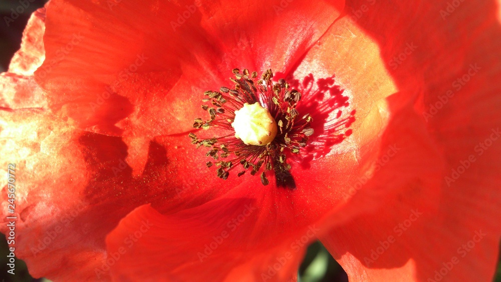 Red poppy Red poppy