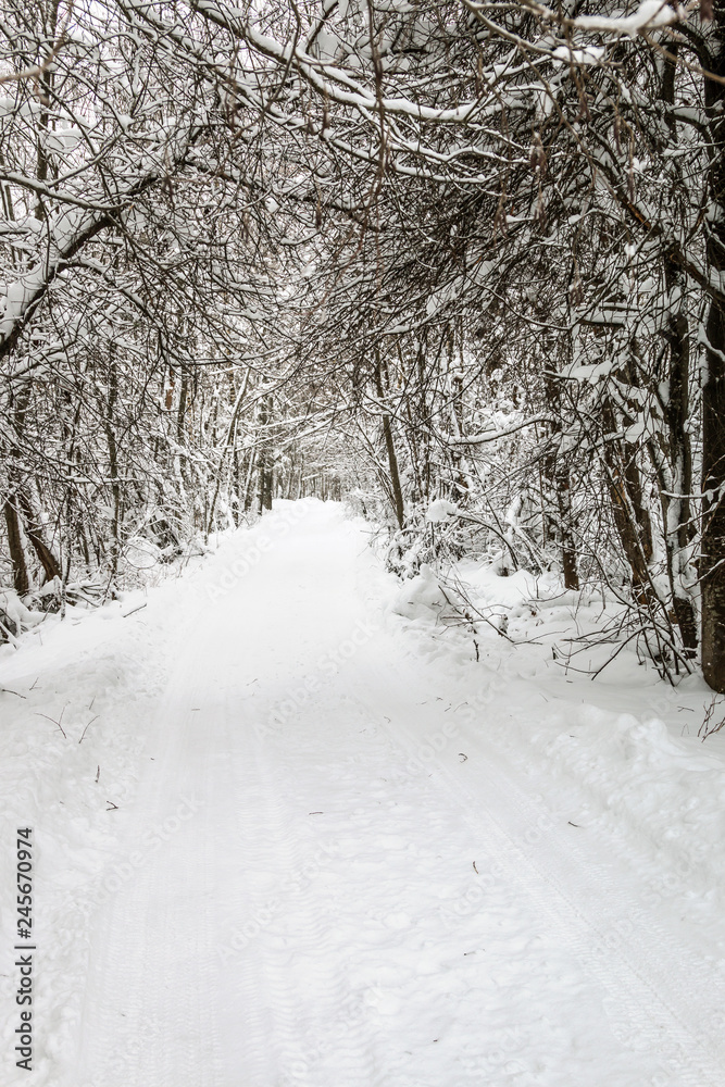 winter road through the forest is like a tunnel of trees and snow going off into the distance winter road through the forest is like a tunnel of trees and snow going off into the distance