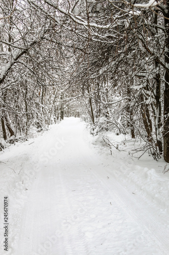 winter road through the forest is like a tunnel of trees and snow going off into the distance © OlegDoroshin