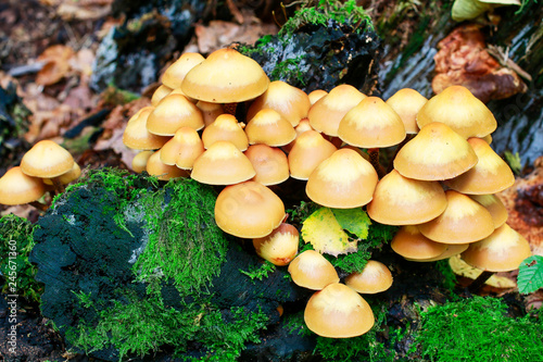 Kuehneromyces mutabilis mushrooms
