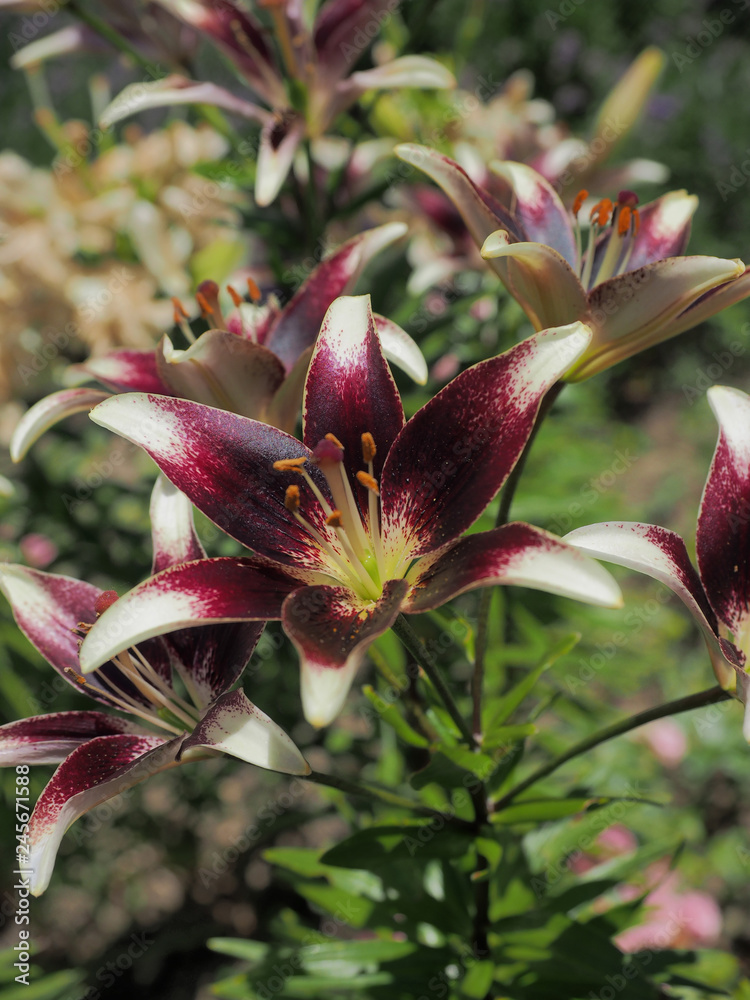 Gros plan sur fleur de lis asiatique ou lys oriental de couleur violet pourpre et blanc Gros plan sur fleur de lis asiatique ou lys oriental de couleur violet pourpre et blanc
