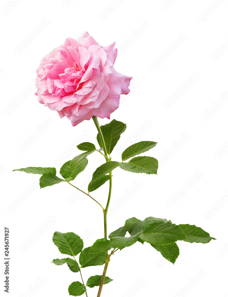 Obraz premium Beautiful blooming pink rose for mother's day