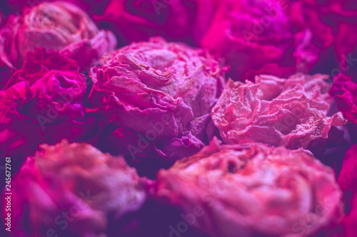 Floristry concept. Dark pink dry roses close up. Defocused floral background.