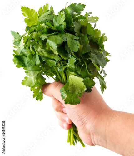 Green bunch of parsley in hand on a white background