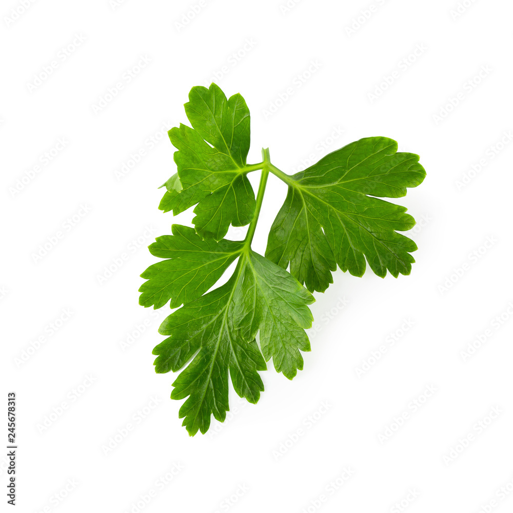 Bunch leaves parsley isolated over white background Bunch leaves parsley isolated over white background