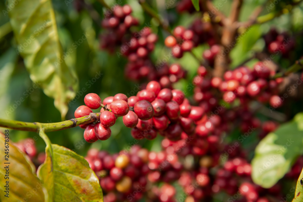Coffee bean on tree in the plant agriculture background Coffee bean on tree in the plant agriculture background