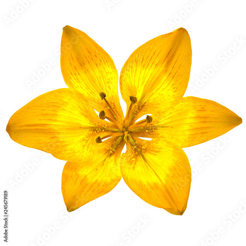 flower yellow brown lily isolated on white background. Close-up. Element of design.