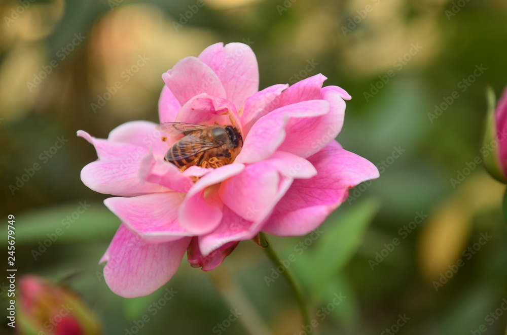 beautiful rose flower beautiful rose flower