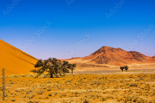 Beautiful landscape of a tree in the desert  Namibia