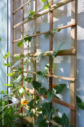 Thunbergia - green leaves and orange flowers on wooden trellis for climbing plants. Balcony greening. photo