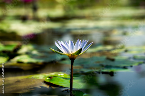 water lily in pond