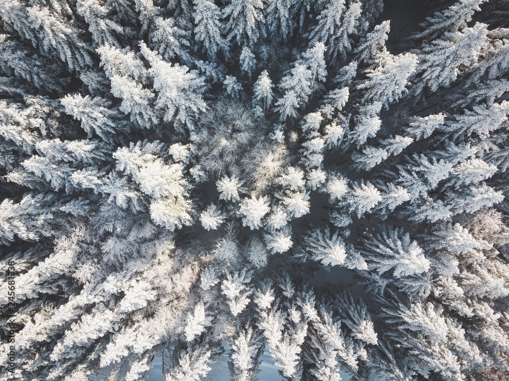 alberi innevati ripresi da drone