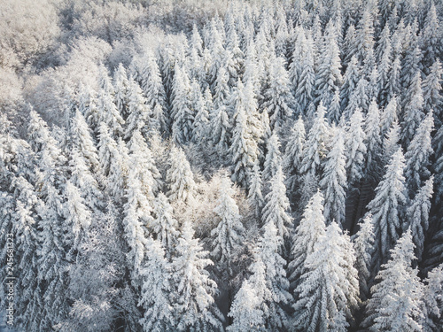 alberi innevati ripresi da drone