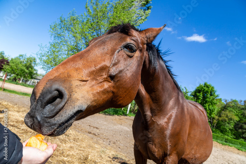 Fototapeta Naklejka Na Ścianę i Meble -  ein braunes Pferd (Trakehner) wird gefüttert
