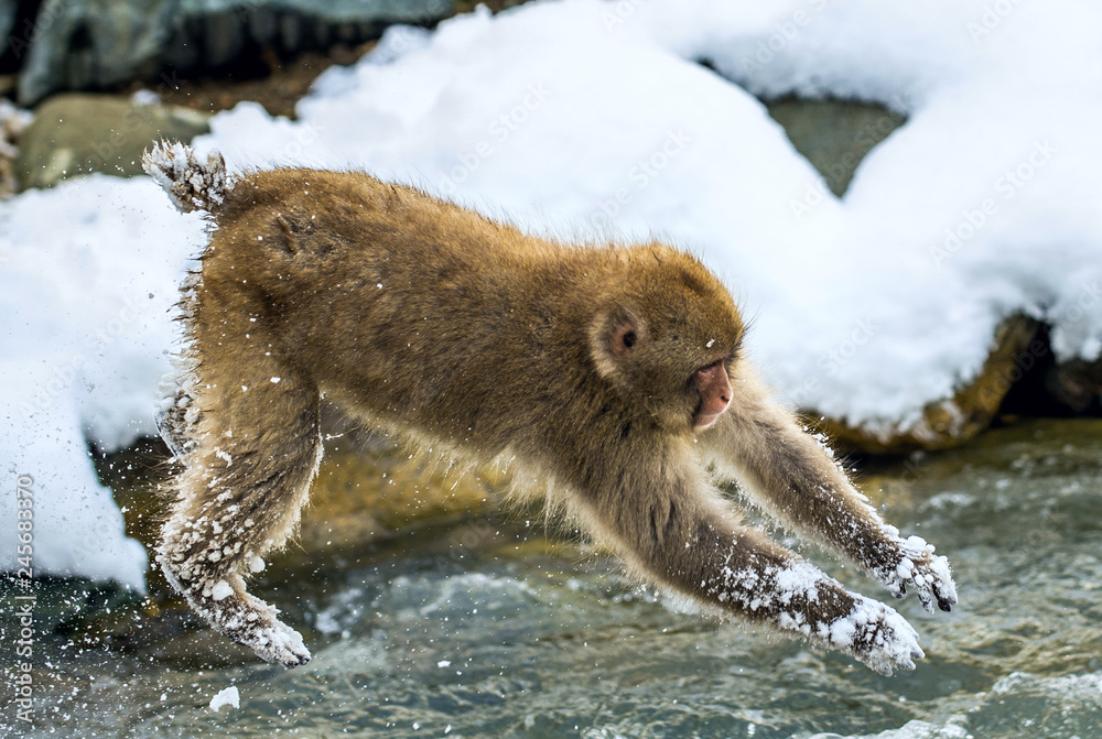 Obraz premium Japanese macaque in jump. Macaque jumps through a natural hot spring. Winter season. The Japanese macaque ( Scientific name: Macaca fuscata), also known as the snow monkey.